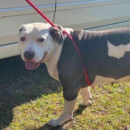 Zoey, a ADOPTABLE mixed breed in Willis, TX image 2/4