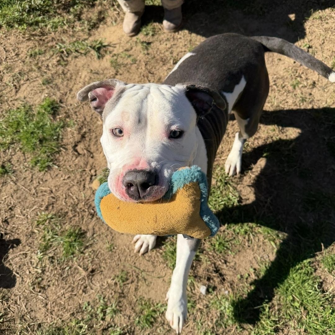 Zoey, a ADOPTABLE mixed breed in Willis, TX image 1/4