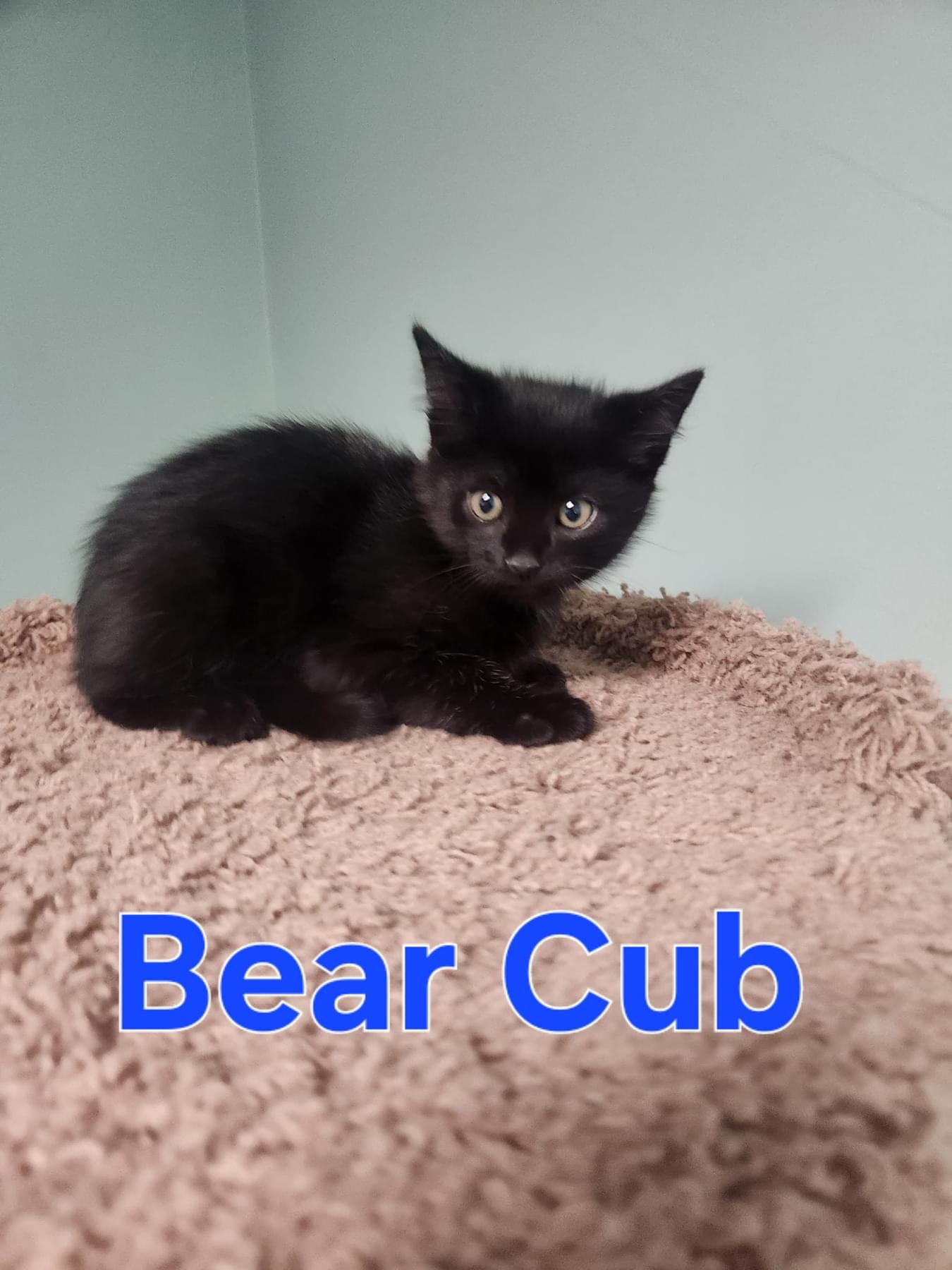 Cat for adoption Bear Cub, an American Shorthair in Blaine, MN