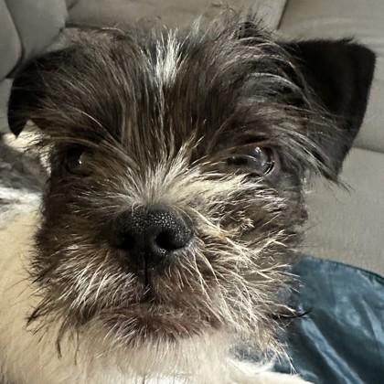 Enlarge Stardust, a Adoptable mixed breed in Pleasanton, CA image 1/3