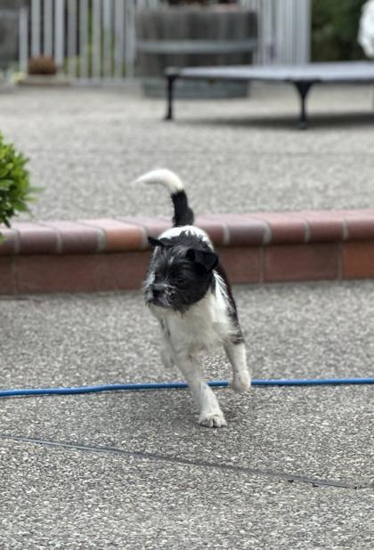 Enlarge Stardust, a Adoptable mixed breed in Pleasanton, CA image 2/3