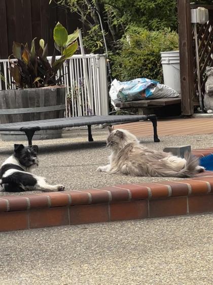 Enlarge Stardust, a Adoptable mixed breed in Pleasanton, CA image 3/3