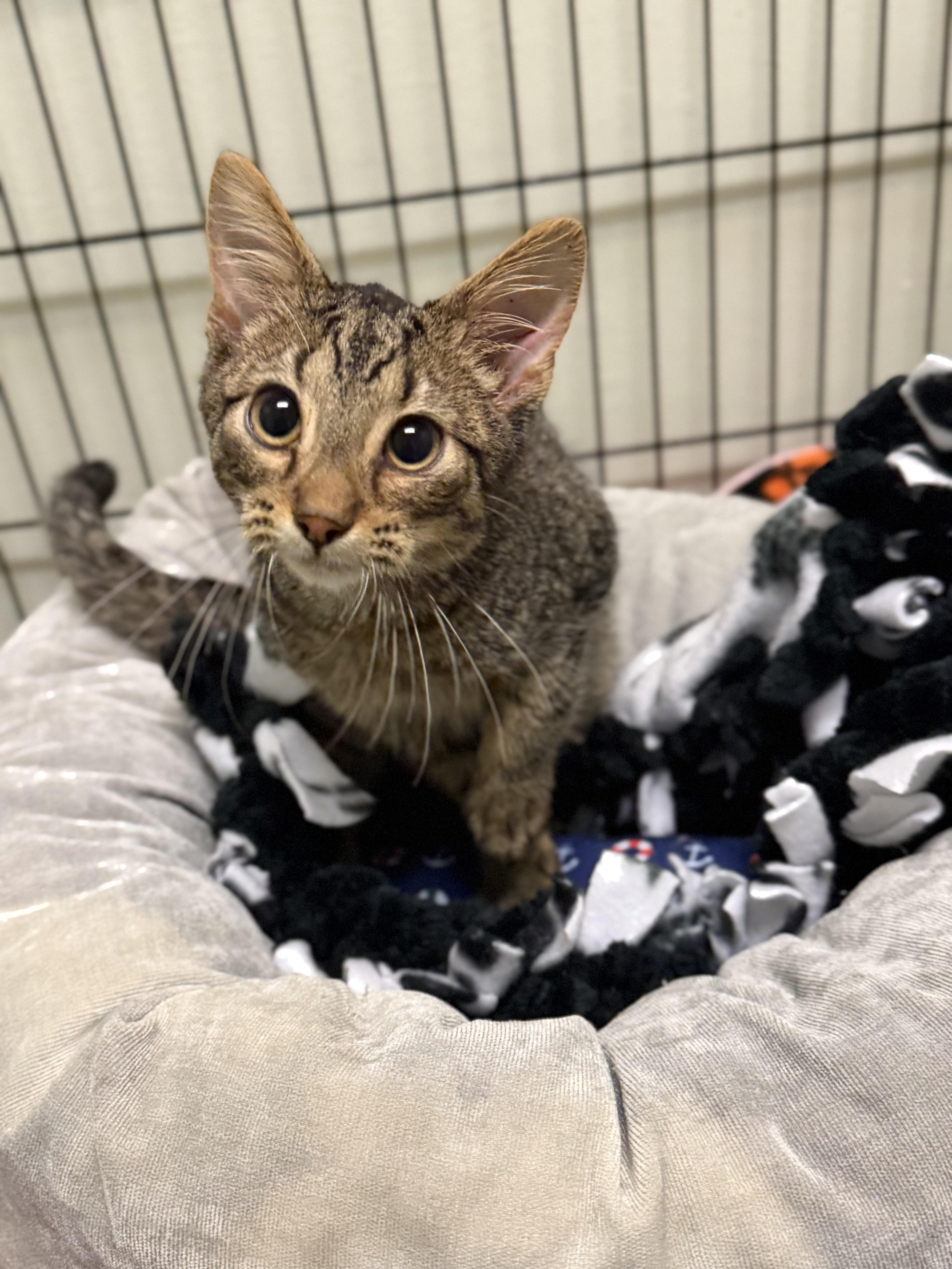 Arty, ADOPTABLE, Kitten Male Domestic Short Hair.