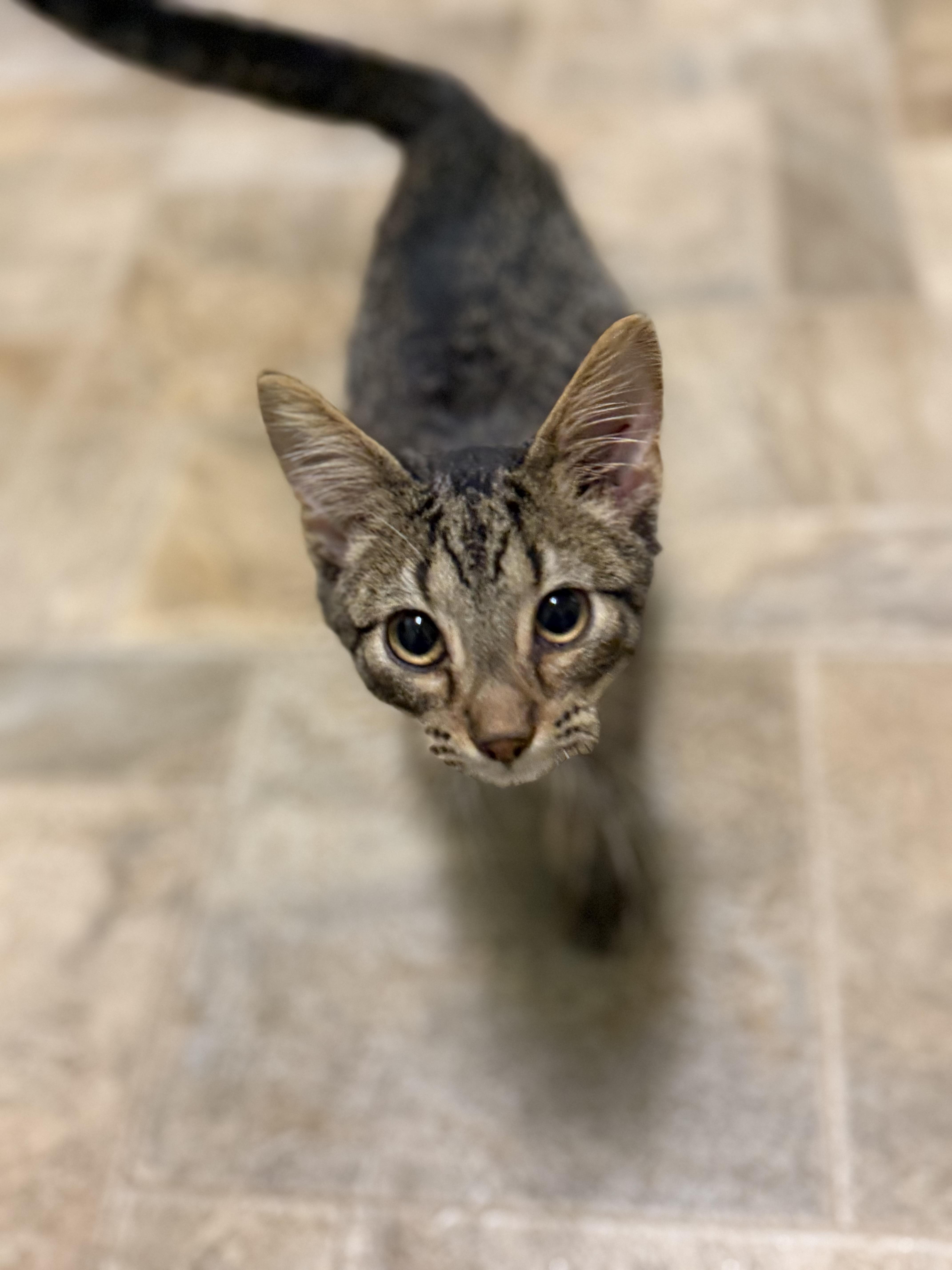 Arty, a ADOPTABLE Domestic Short Hair in Dodgeville, WI image 2/2