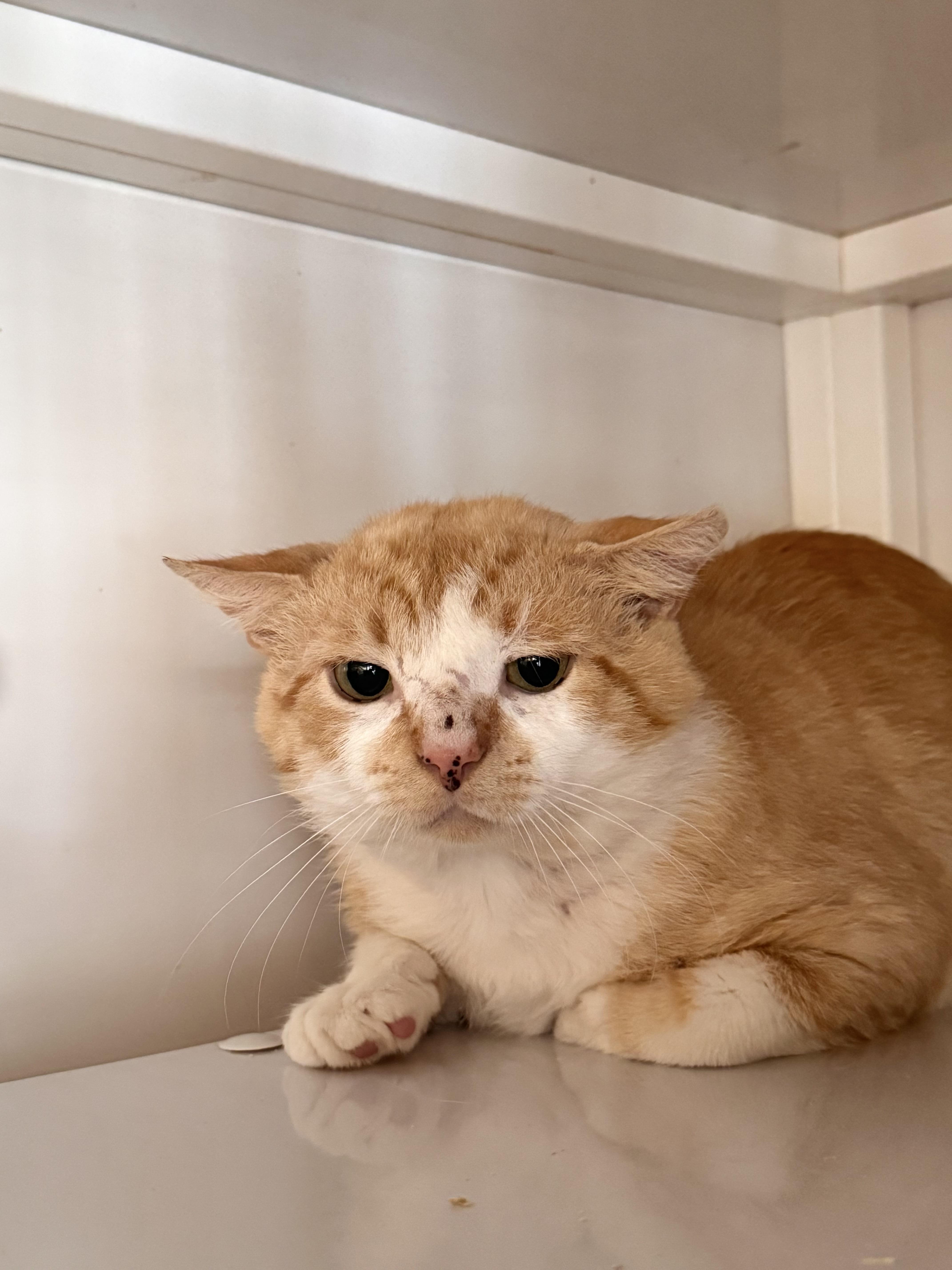 Enlarge Shortstop, an adopted Domestic Short Hair in Memphis, TN image 1/1