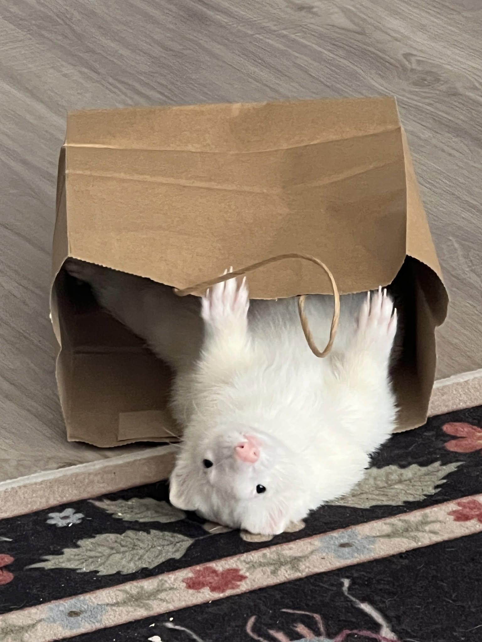 Enlarge Mozzie, a ADOPTABLE Ferret in Acworth, GA image 1/1