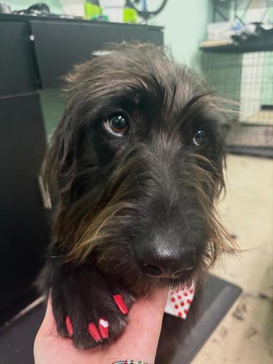 Daisy — thumbnail 5