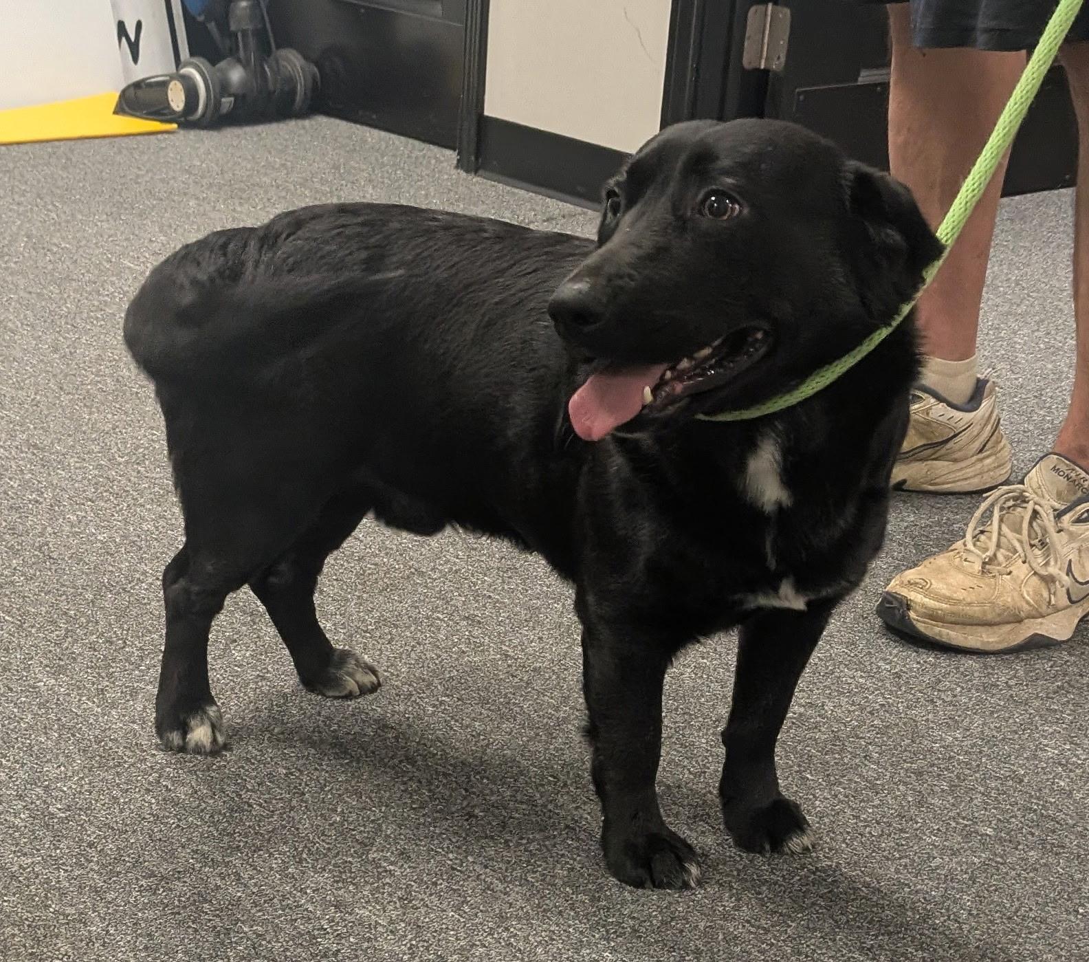 Tiny Tim, Adoptable, Adult Male Black Labrador Retriever & Corgi.