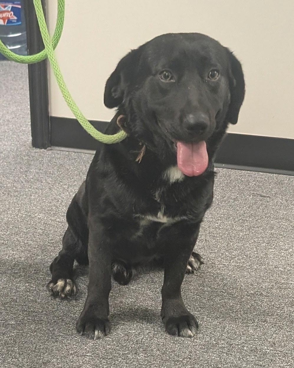 Enlarge Tiny Tim, a Adoptable mixed breed in Dallas, TX image 2/6