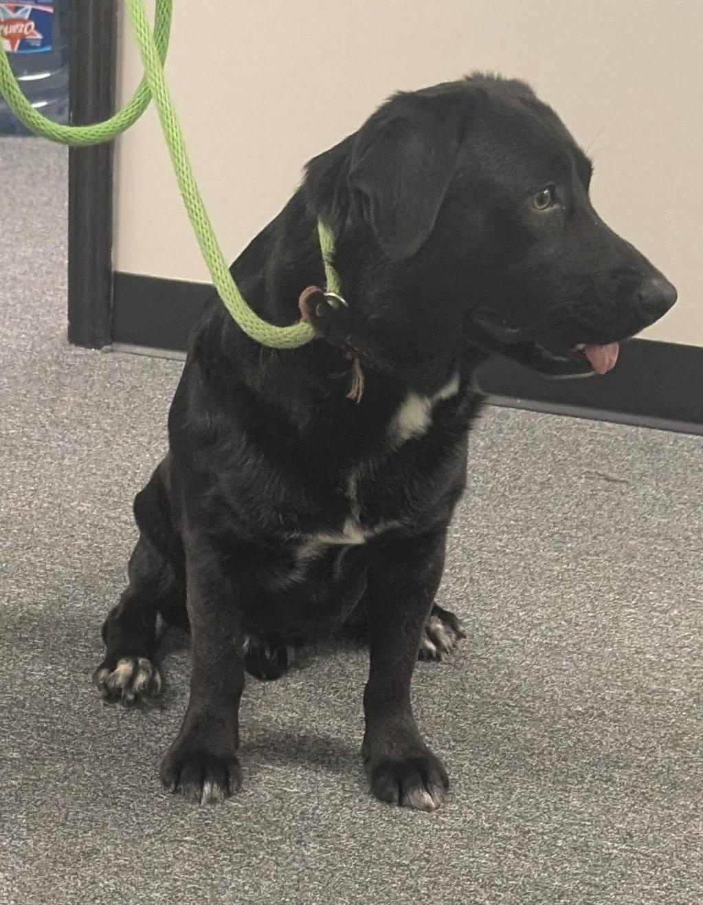 Enlarge Tiny Tim, a Adoptable mixed breed in Dallas, TX image 3/6