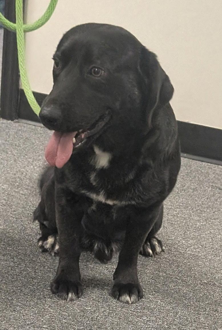 Enlarge Tiny Tim, a Adoptable mixed breed in Dallas, TX image 5/6