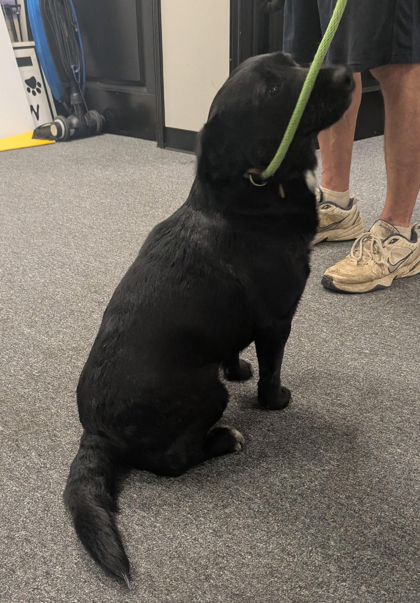 Enlarge Tiny Tim, a Adoptable mixed breed in Dallas, TX image 6/6