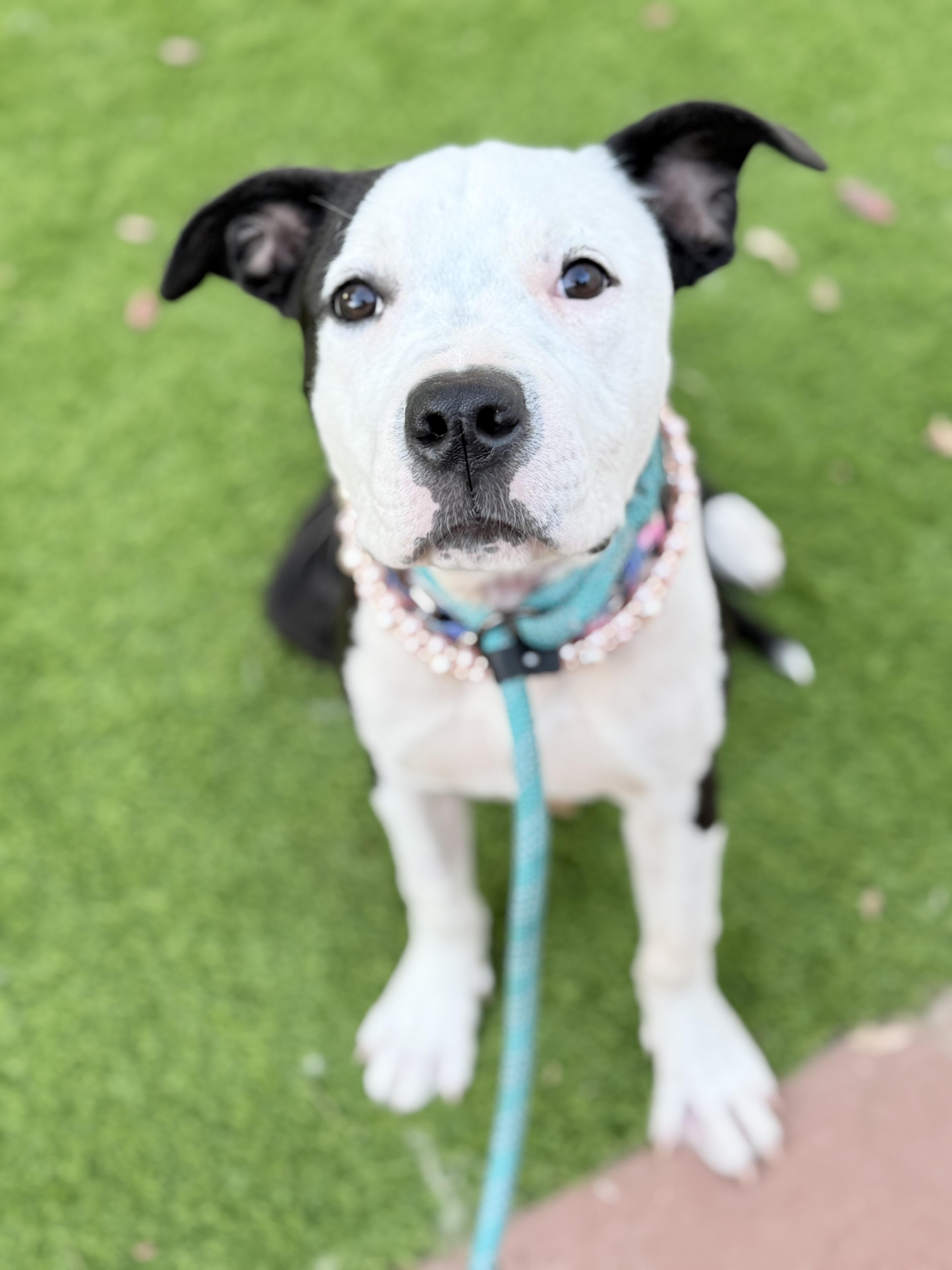 Enlarge Panda, an adopted mixed breed in Riverside, CA image 2/3