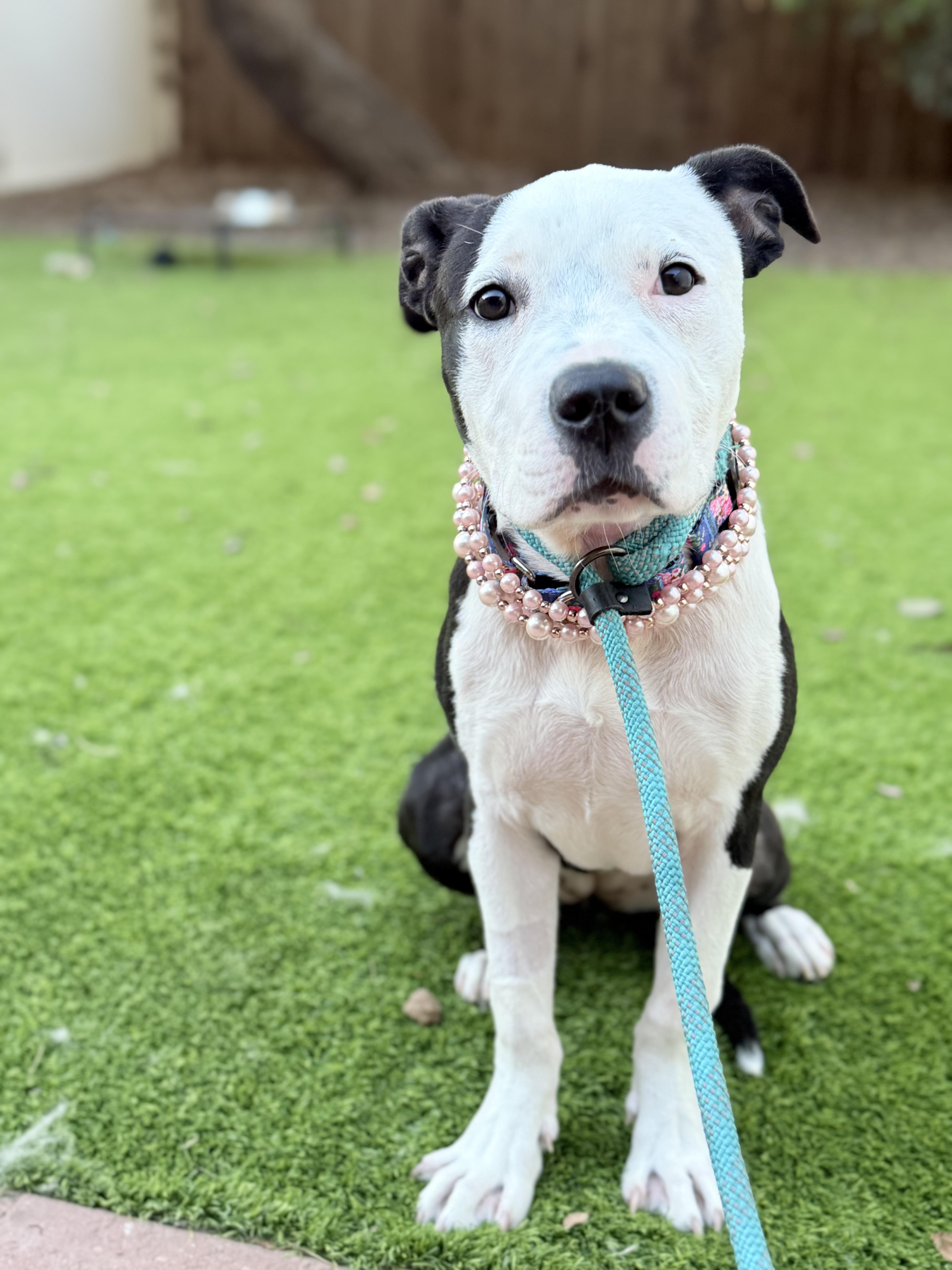 Enlarge Panda, an adopted mixed breed in Riverside, CA image 3/3