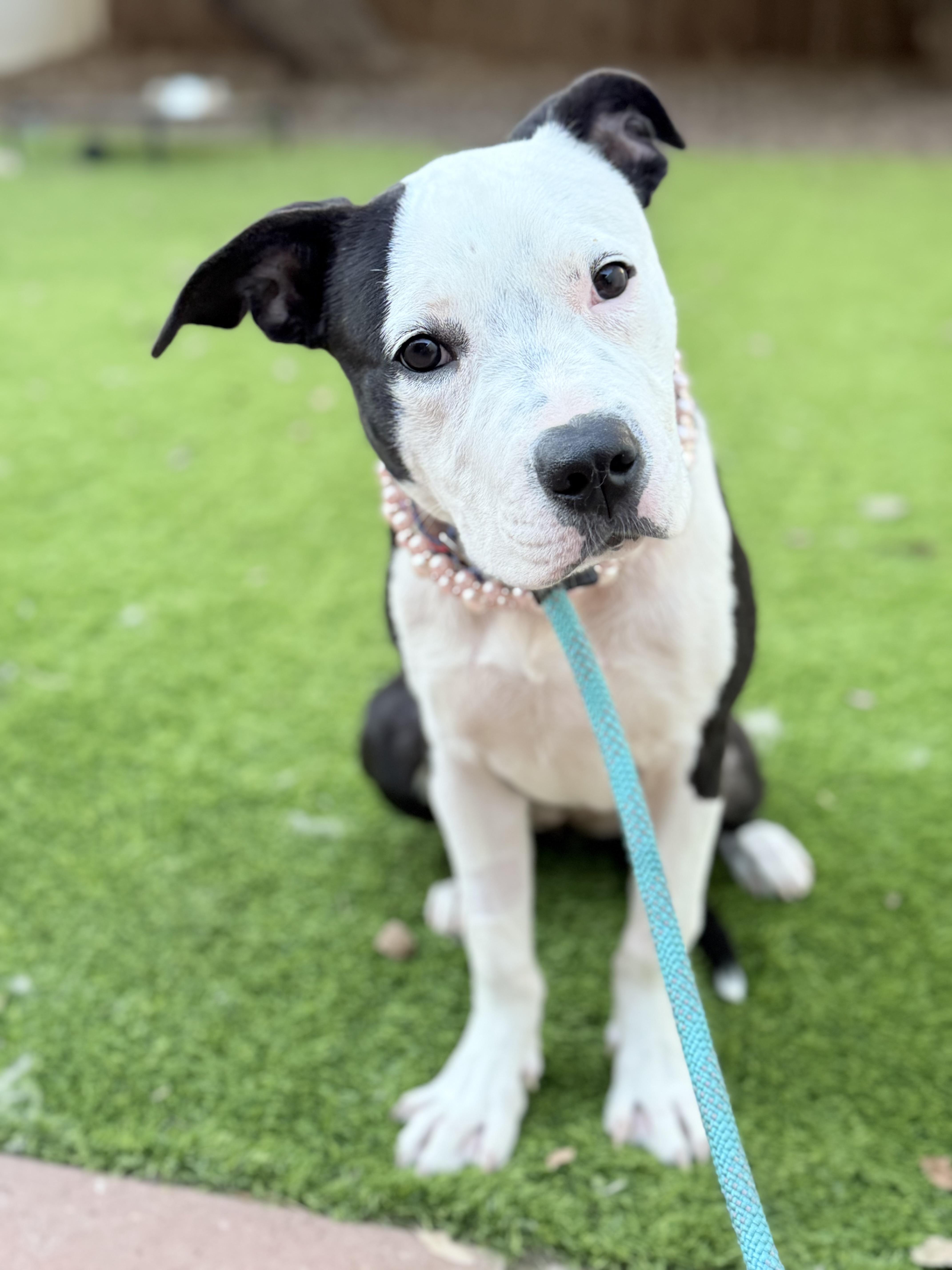 Enlarge Panda, an adopted mixed breed in Riverside, CA image 1/3