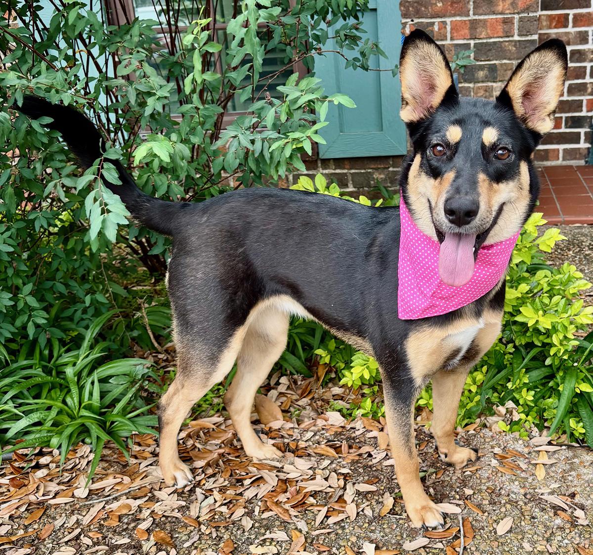 Enlarge ZORA, a Adoptable Australian Kelpie in Groton, CT image 1/6