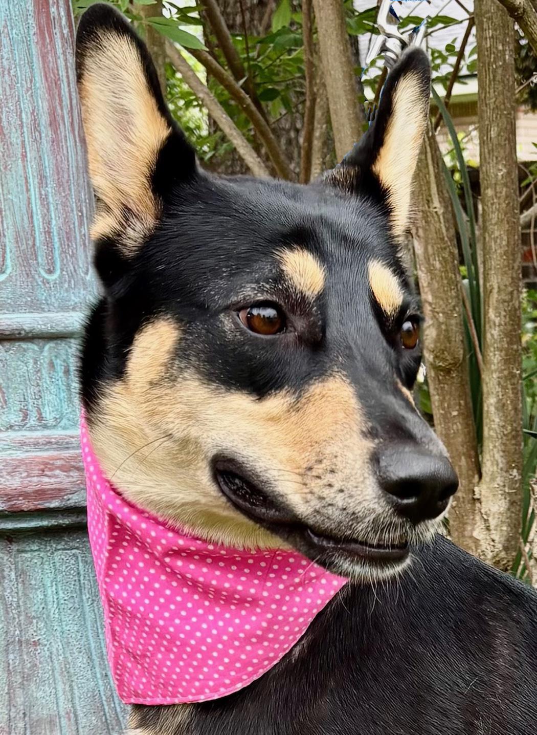 Enlarge ZORA, a Adoptable Australian Kelpie in Groton, CT image 5/6