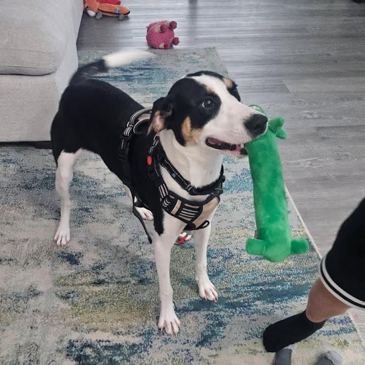 Enlarge Slushie, a Adoptable mixed breed in Naples, FL image 1/5