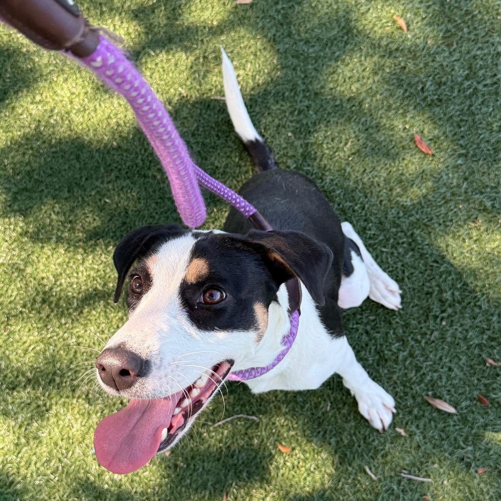 Enlarge Slushie, a Adoptable mixed breed in Naples, FL image 2/5