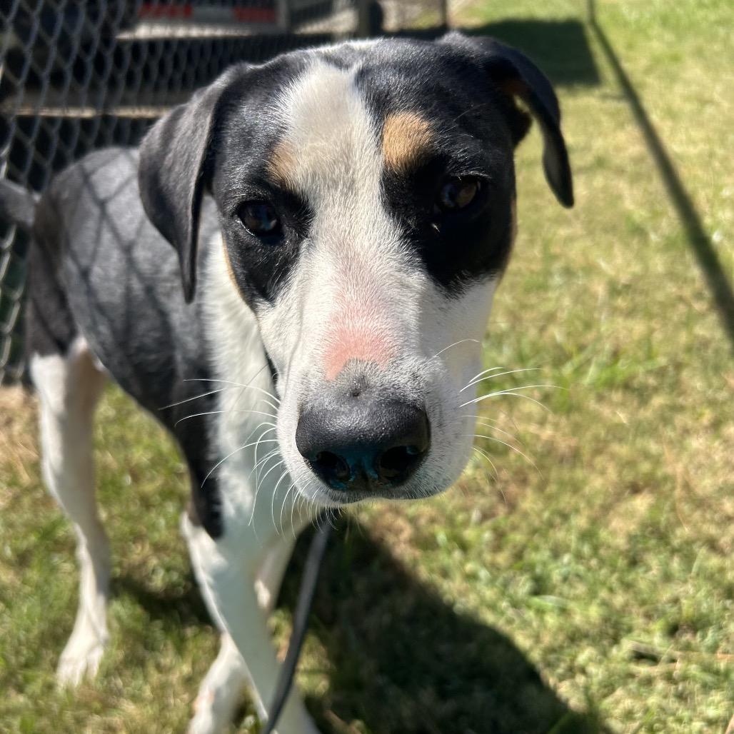 Enlarge Slushie, a Adoptable mixed breed in Naples, FL image 3/5