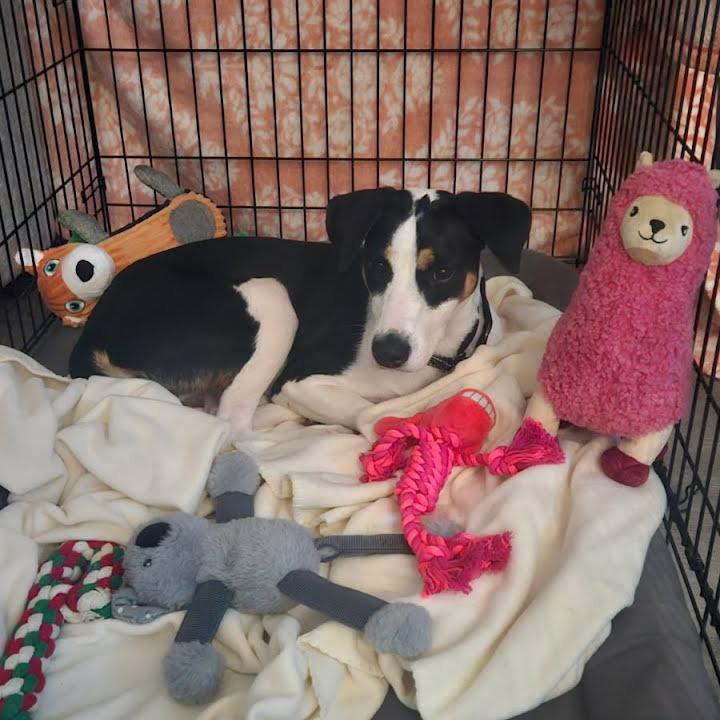 Enlarge Slushie, a Adoptable mixed breed in Naples, FL image 4/5