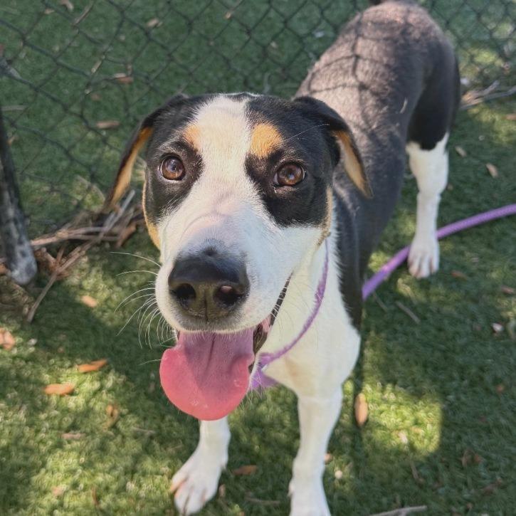 Enlarge Slushie, a Adoptable mixed breed in Naples, FL image 5/5