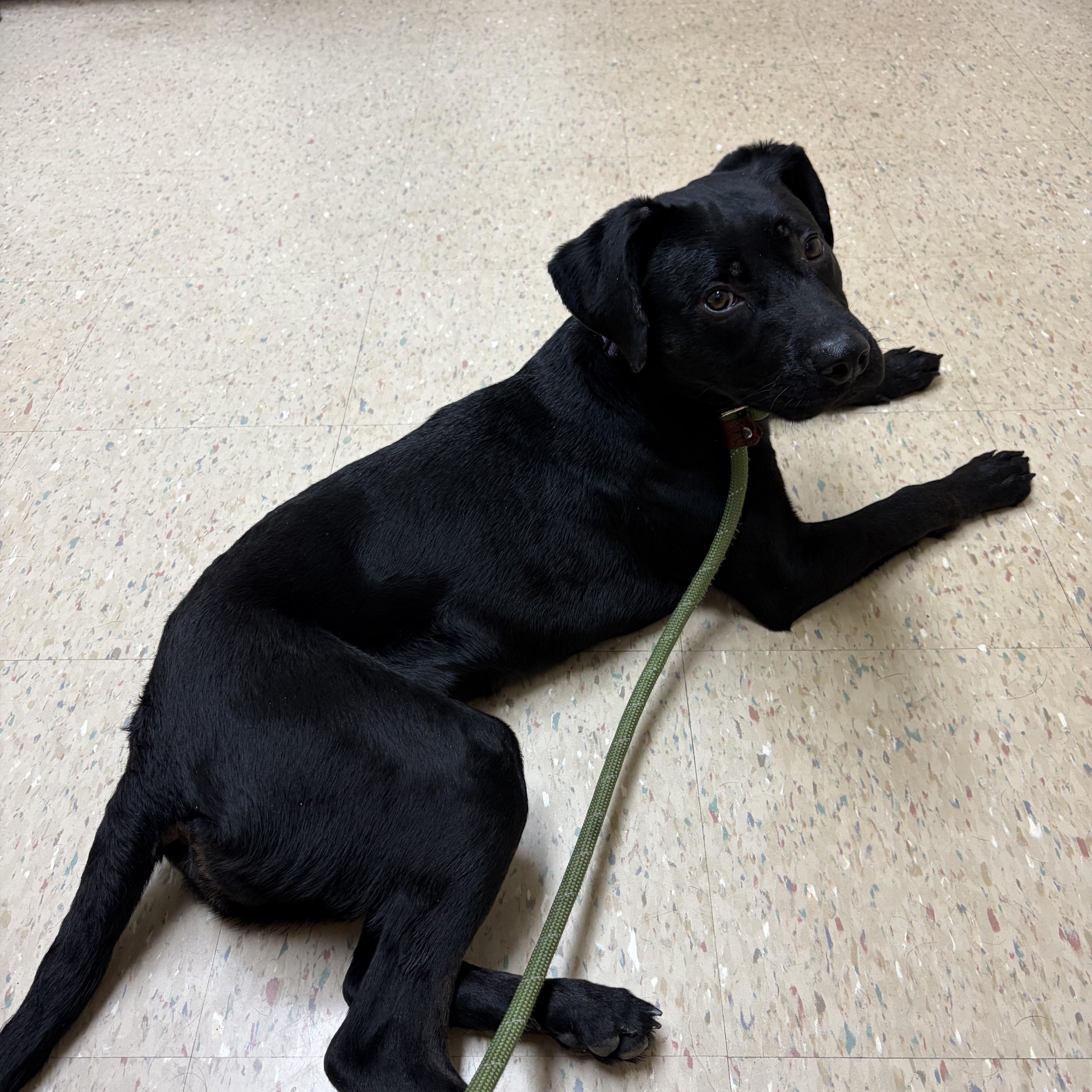 Enlarge Lucy, a Adopted mixed breed in Valley City, OH image 2/4