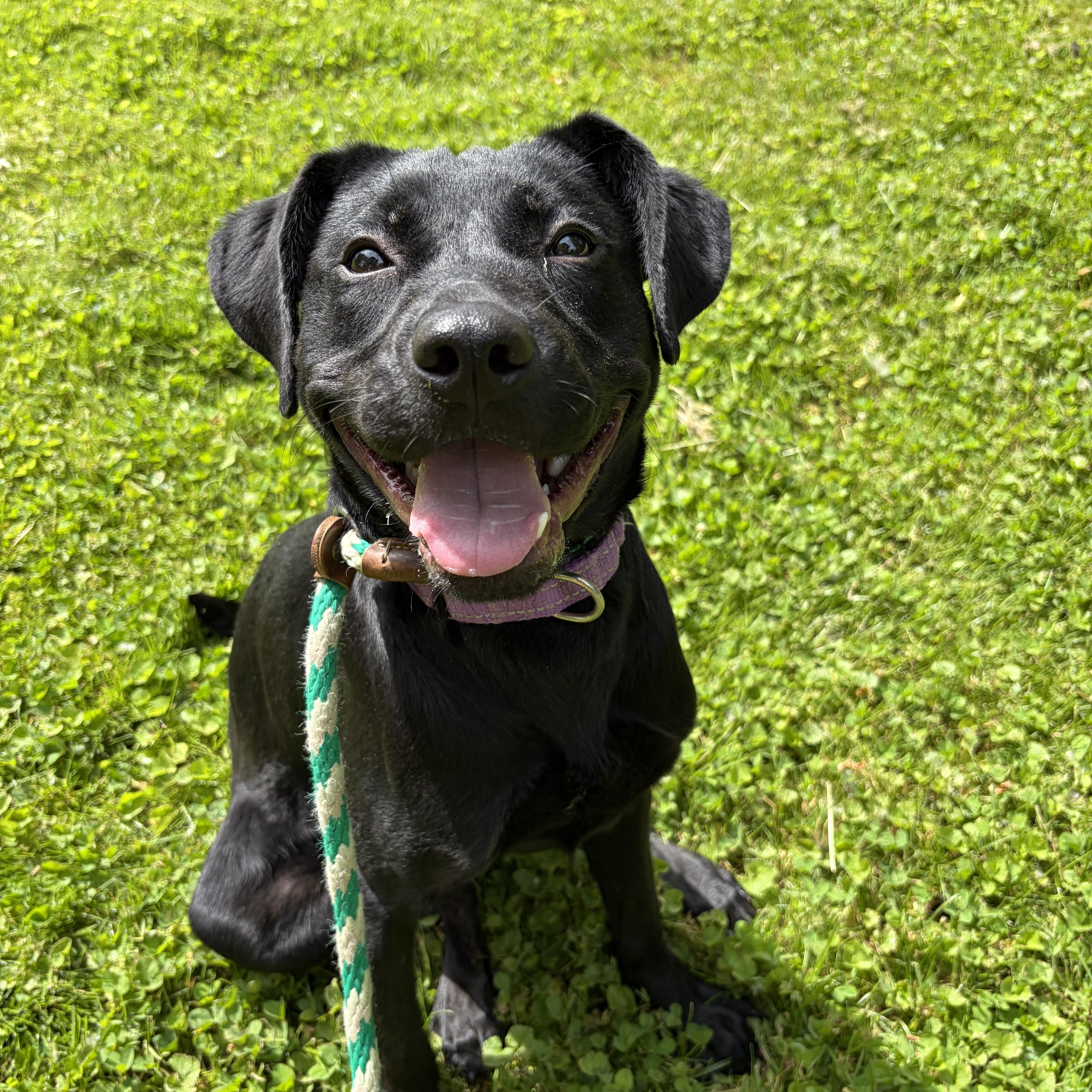 Lucy, Adoptable, Young Female Labrador Retriever.