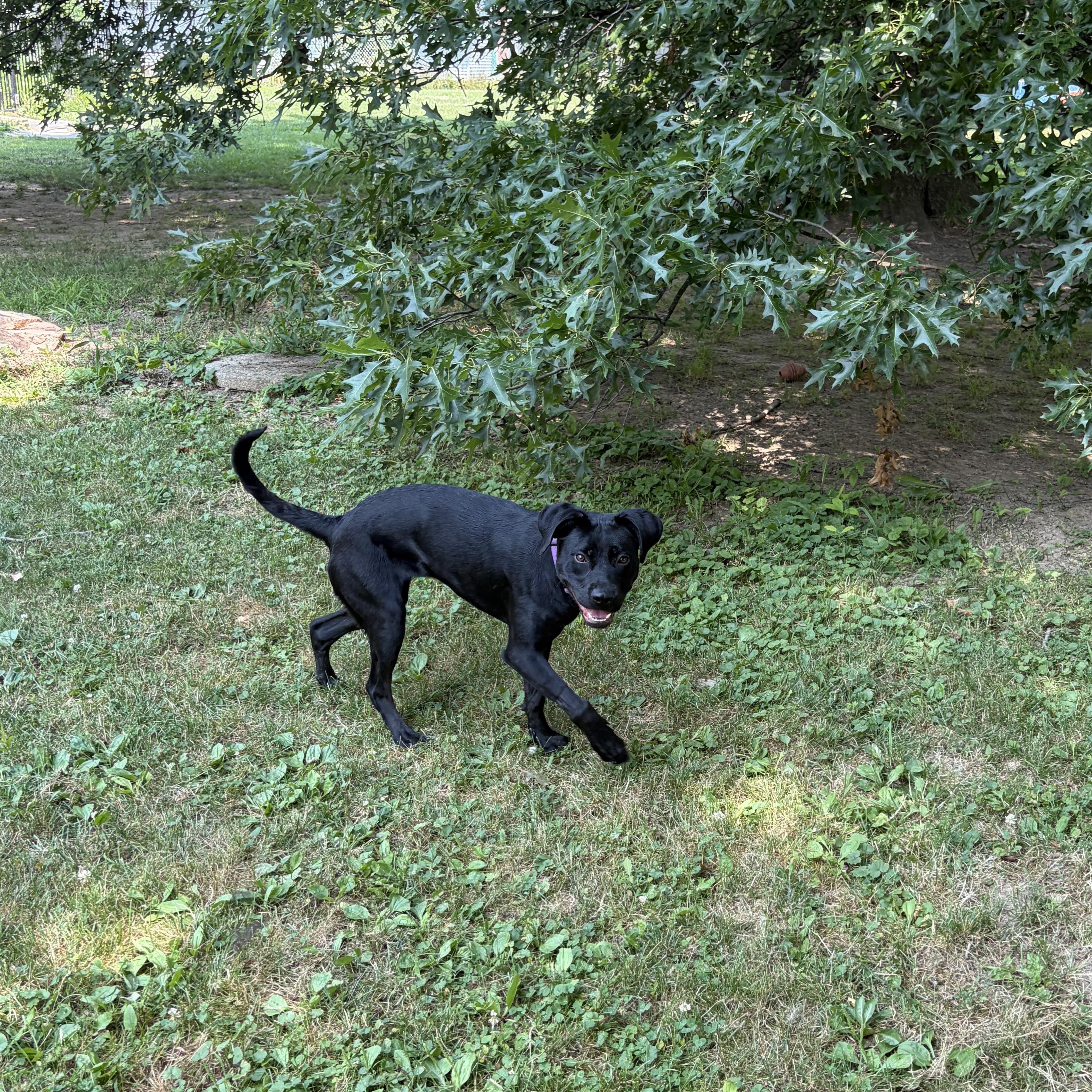 Enlarge Lucy, a Adopted mixed breed in Valley City, OH image 4/4