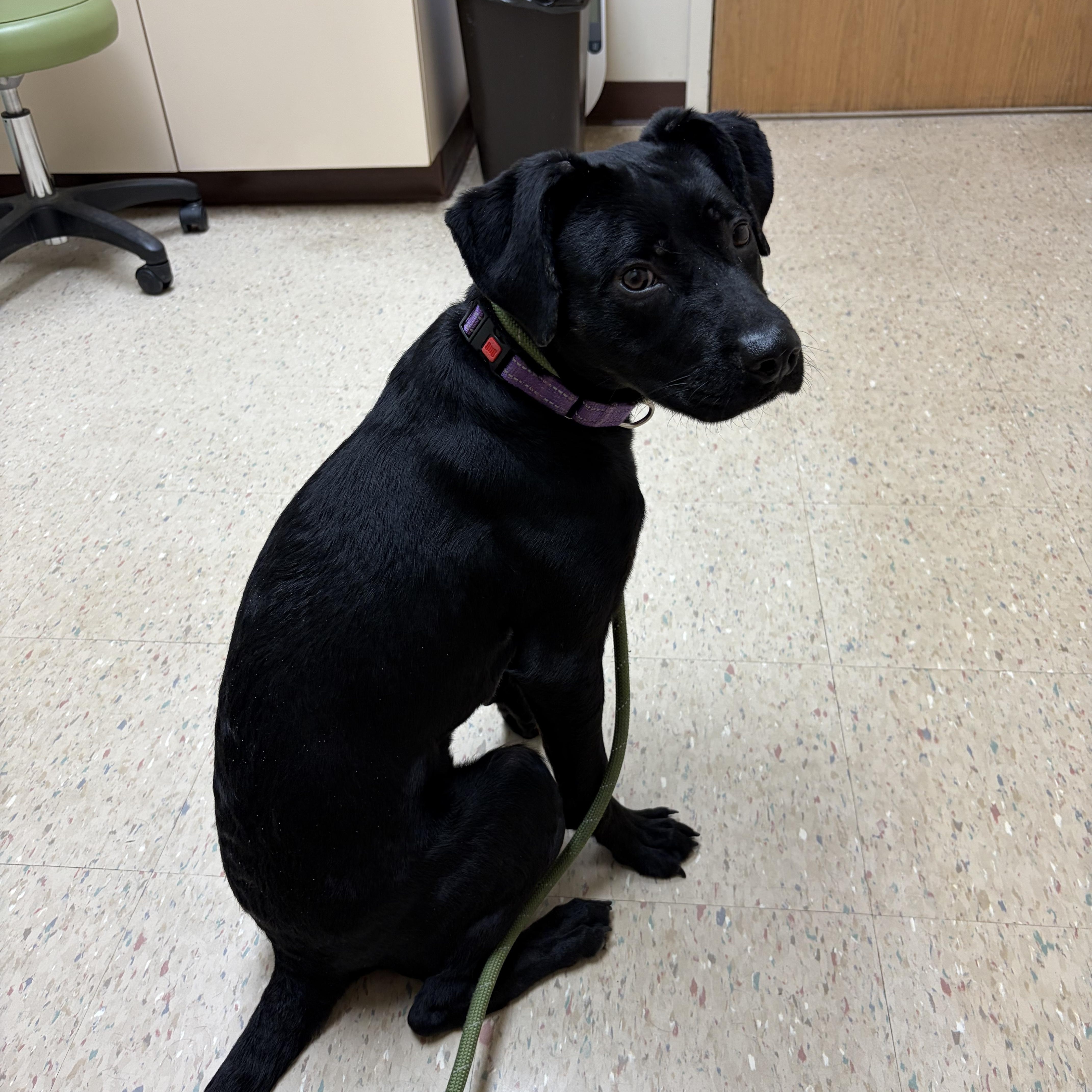 Enlarge Lucy, a Adopted mixed breed in Valley City, OH image 3/4