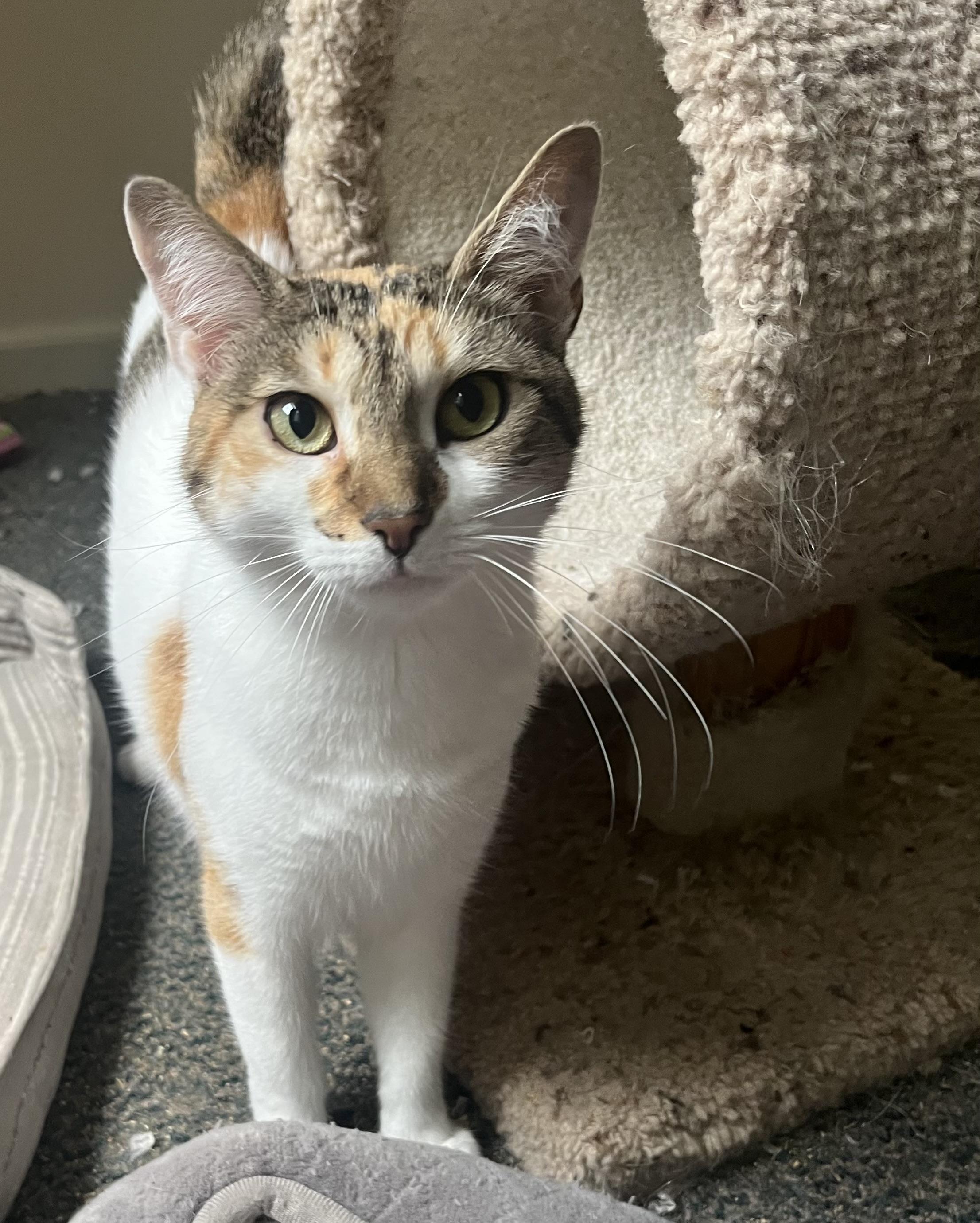 Bertha , ADOPTABLE, Adult Female Calico.
