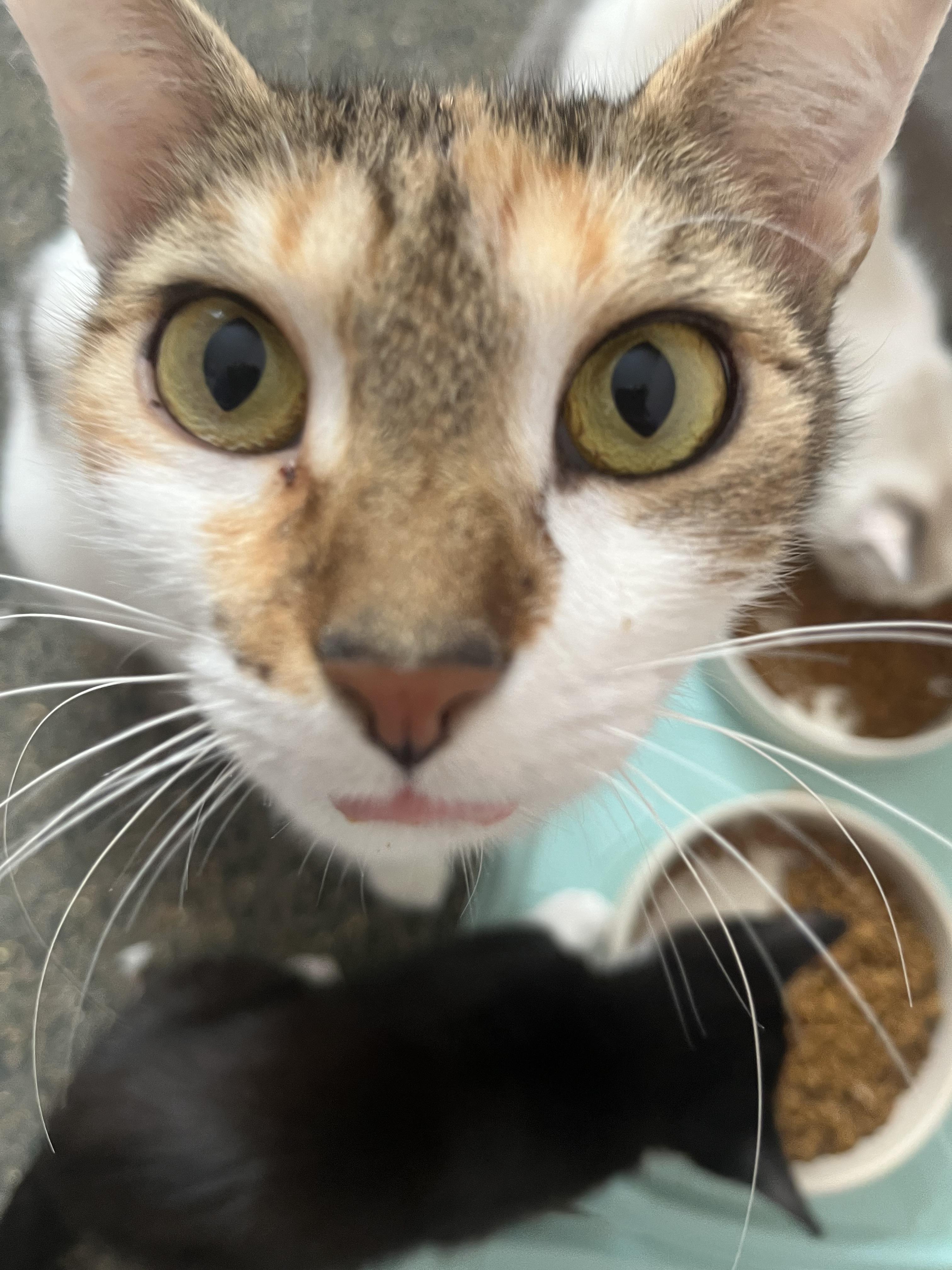 Enlarge Bertha , a ADOPTABLE mixed breed in Succasunna, NJ image 3/4