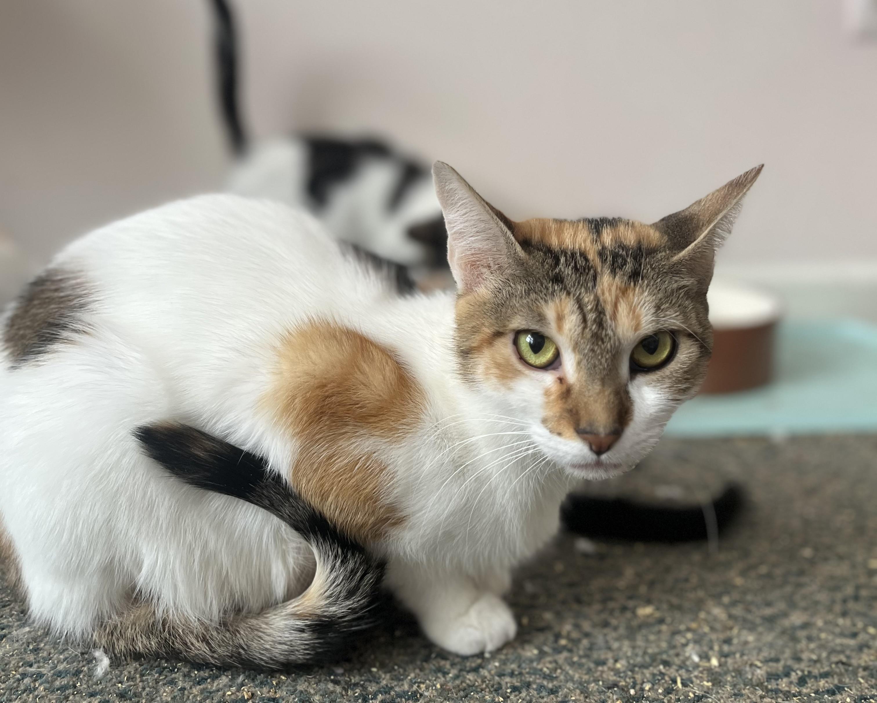 Enlarge Bertha , a ADOPTABLE mixed breed in Succasunna, NJ image 4/4