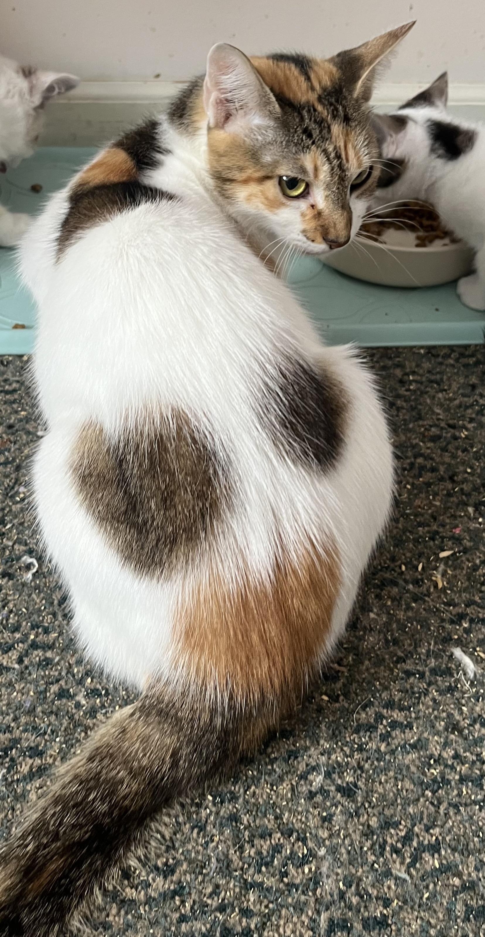 Enlarge Bertha , a ADOPTABLE mixed breed in Succasunna, NJ image 2/4