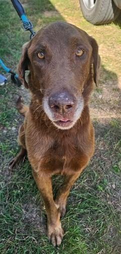 Enlarge Justice, a Adoptable Labrador Retriever in Austin, TX image 1/1