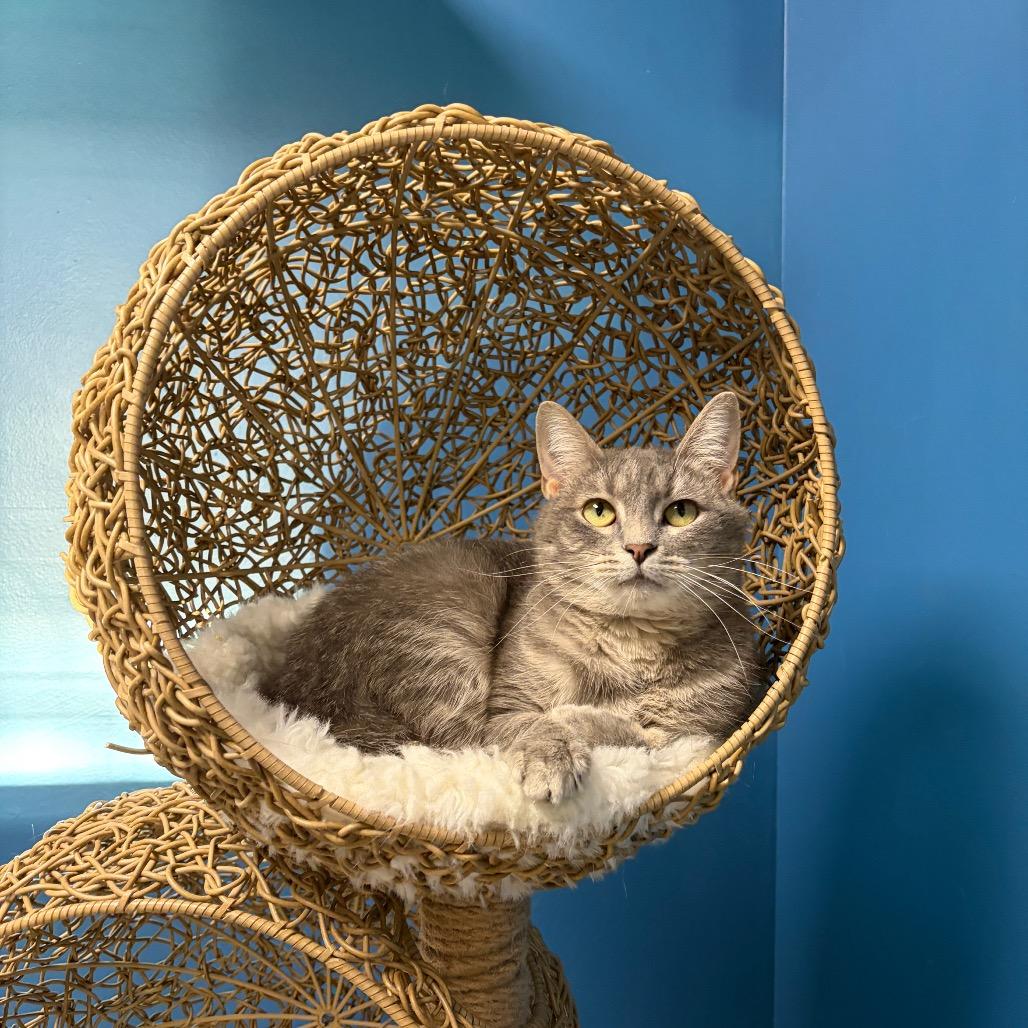 Enlarge Nessa Rose, a Adoptable Domestic Short Hair in Bloomington, IL image 1/5