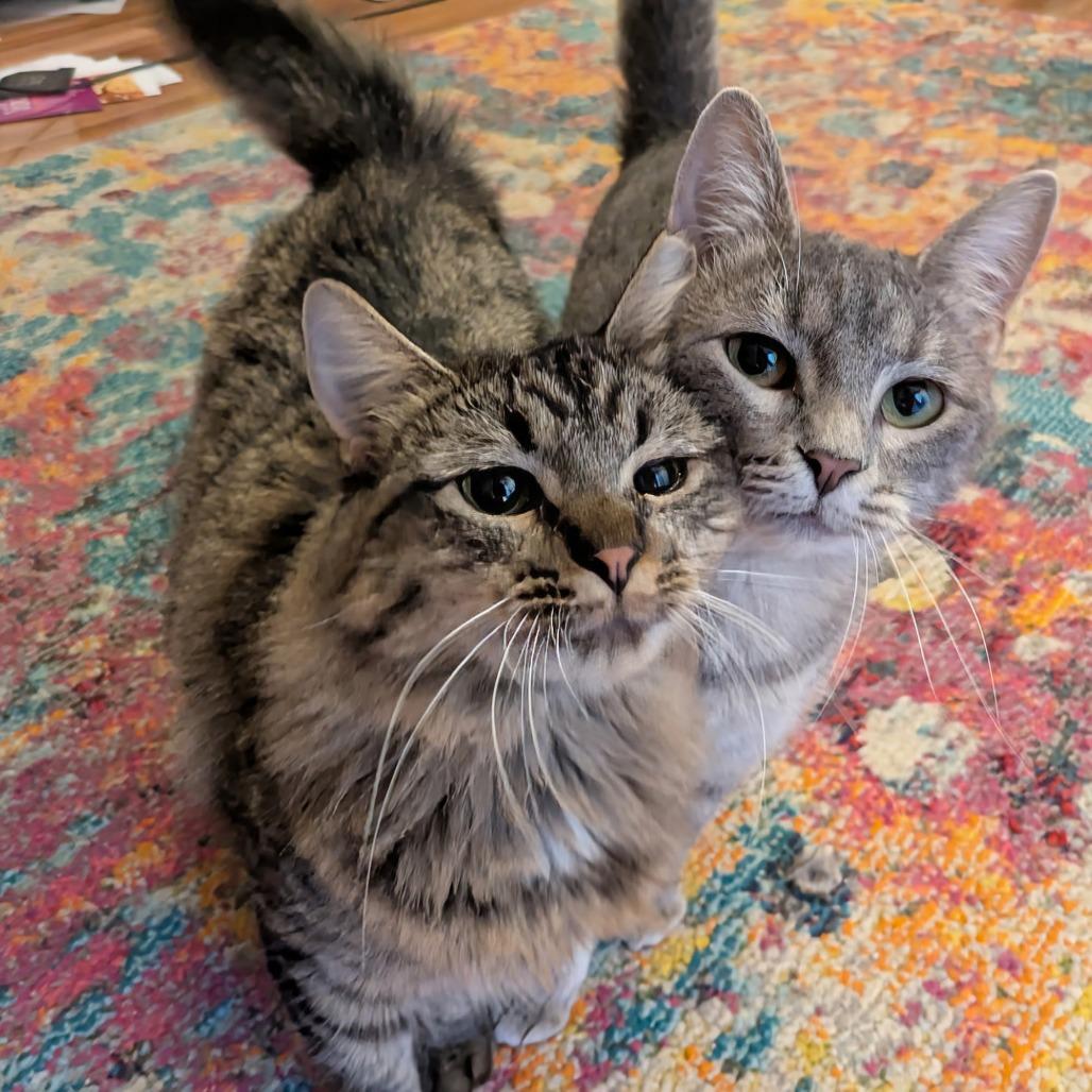 Enlarge Nessa Rose, a Adoptable Domestic Short Hair in Bloomington, IL image 3/4