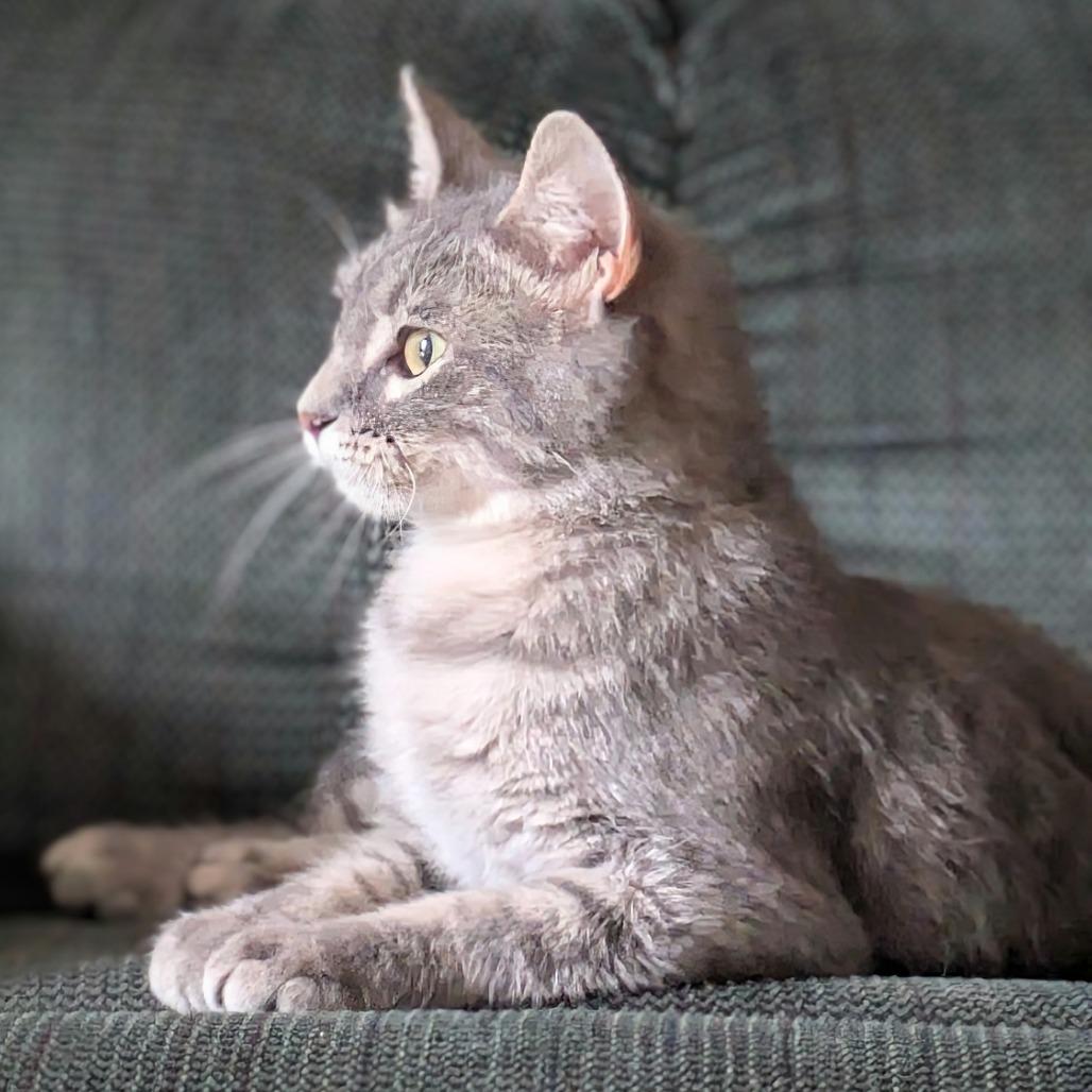 Enlarge Nessa Rose, a Adoptable Domestic Short Hair in Bloomington, IL image 4/4