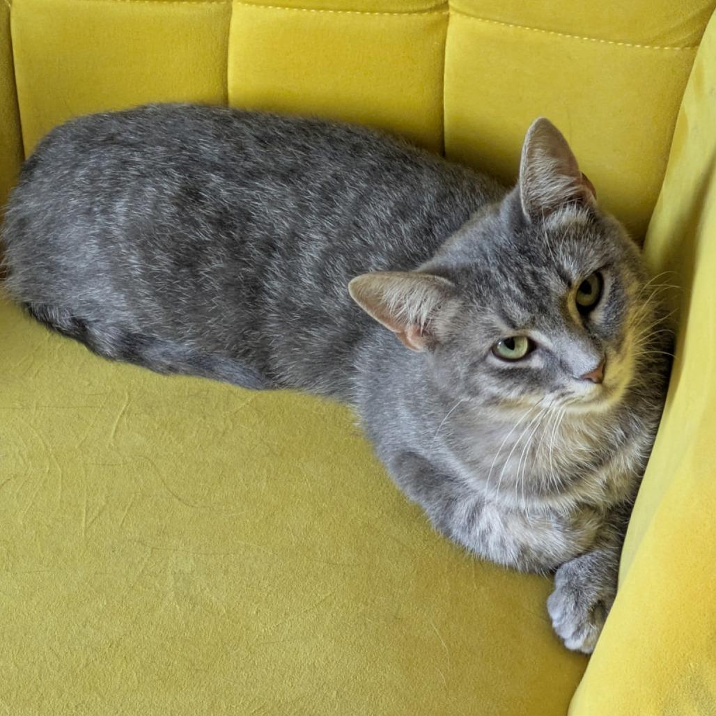 Enlarge Nessa Rose, a Adoptable Domestic Short Hair in Bloomington, IL image 1/4