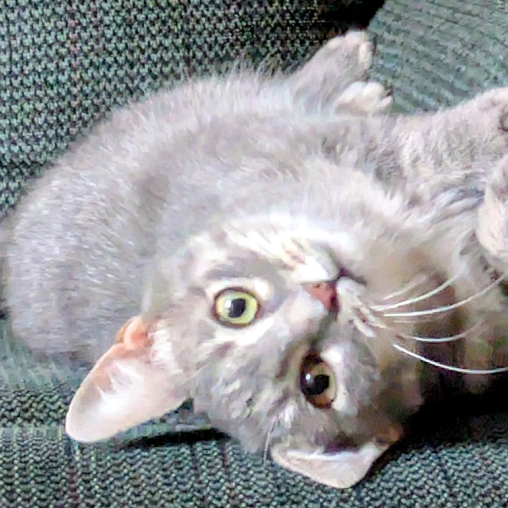 Enlarge Nessa Rose, a Adoptable Domestic Short Hair in Bloomington, IL image 2/4