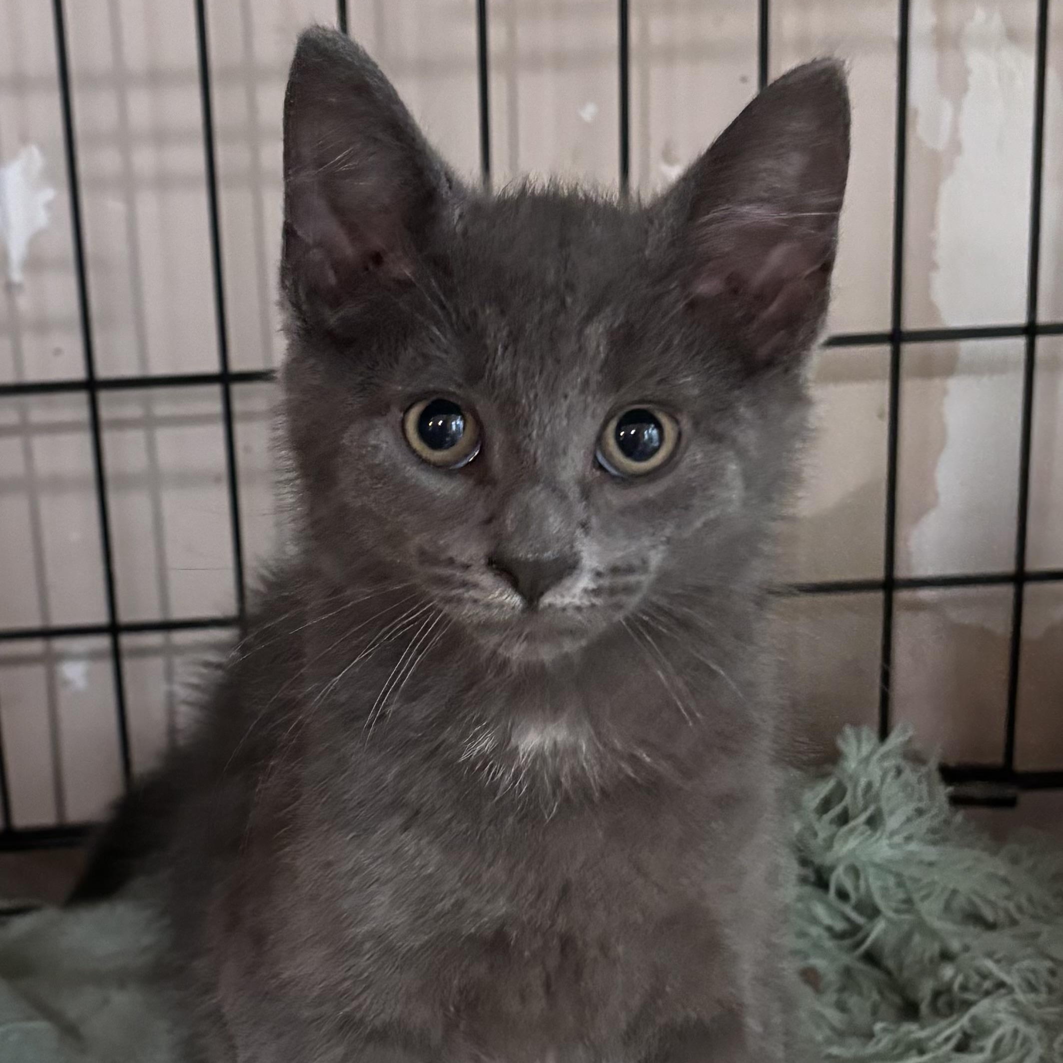 SHEA, adopted, Kitten Female Domestic Short Hair.