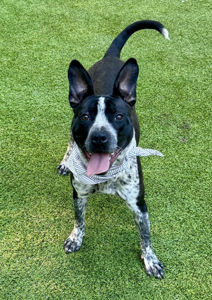 Odie, Adoptable, Adult Male Australian Cattle Dog / Blue Heeler.