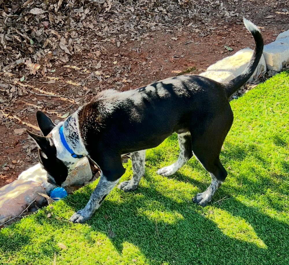 Enlarge Odie, a Adoptable mixed breed in Dunwoody, GA image 2/6