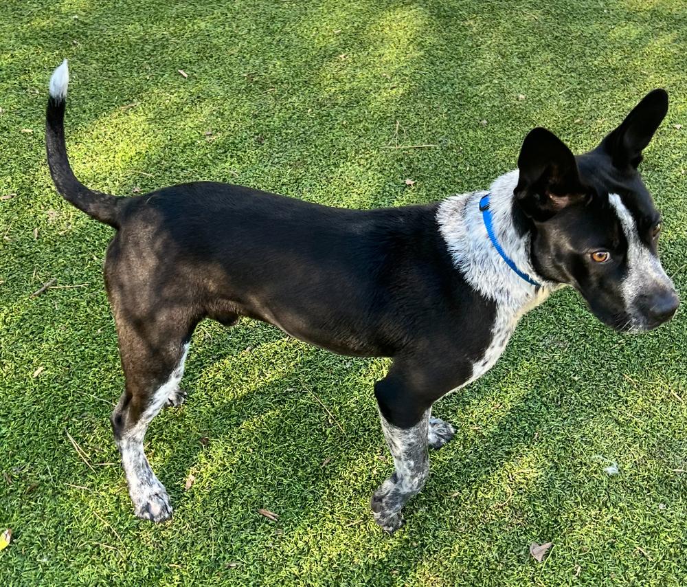 Enlarge Odie, a Adoptable mixed breed in Dunwoody, GA image 4/6