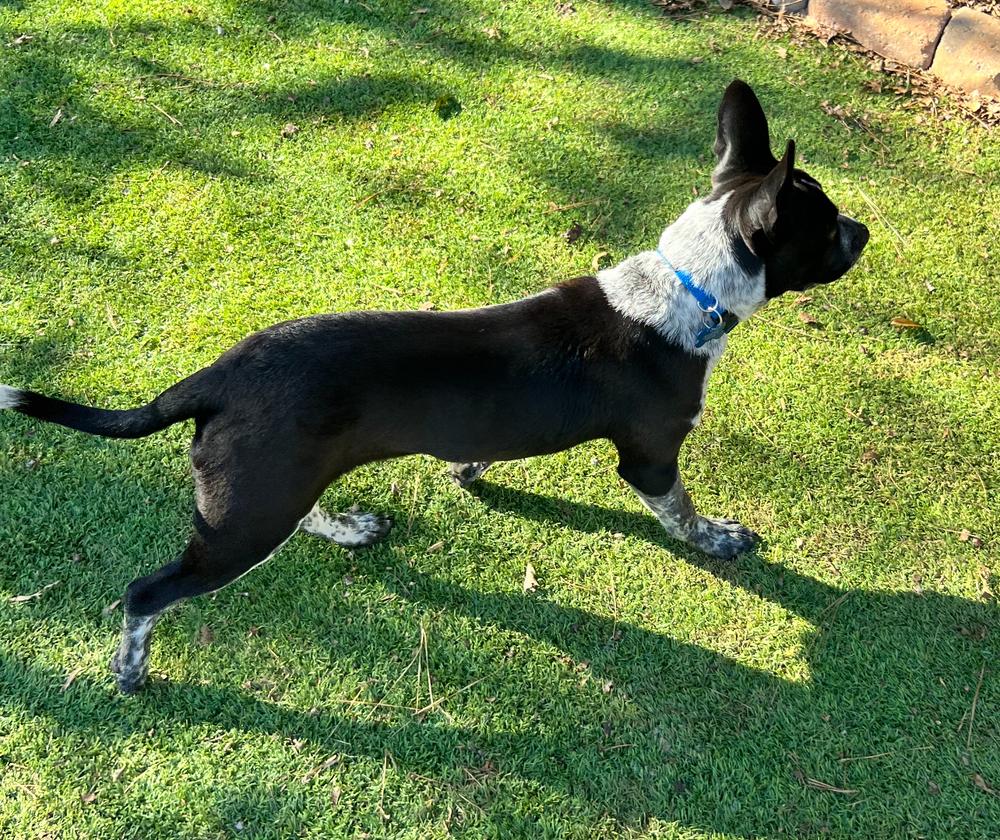 Enlarge Odie, a Adoptable mixed breed in Dunwoody, GA image 5/6