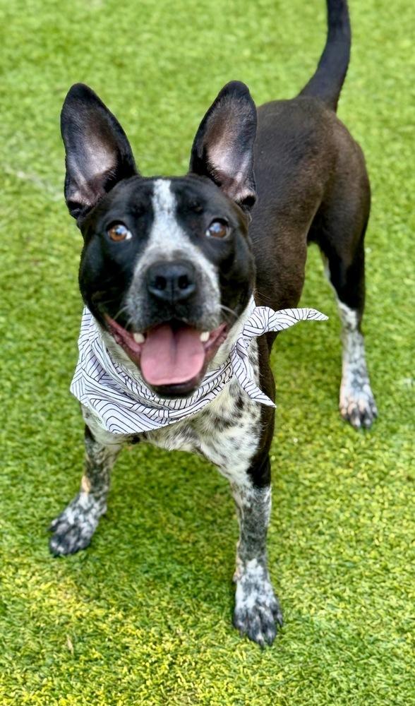 Enlarge Odie, a Adoptable mixed breed in Dunwoody, GA image 6/6