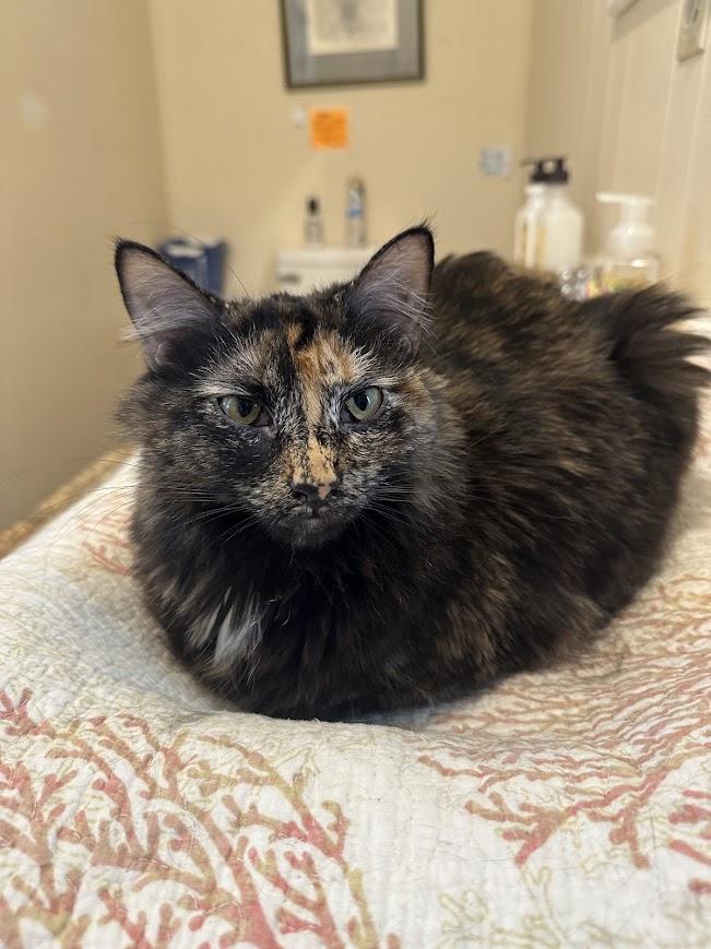 Olivia (bonded with Trudy), Adoptable, Young Female Domestic Long Hair.