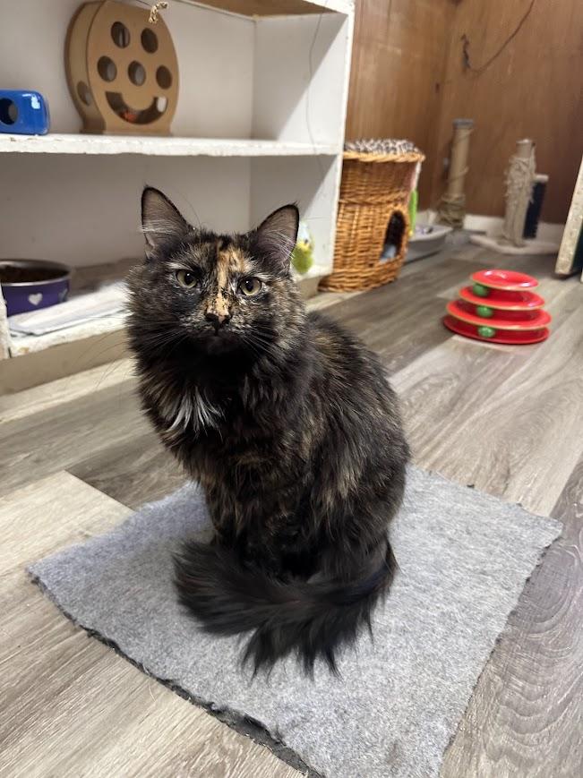 Enlarge Olivia (bonded with Trudy), a Adoptable Domestic Long Hair in Cape May, NJ image 2/3