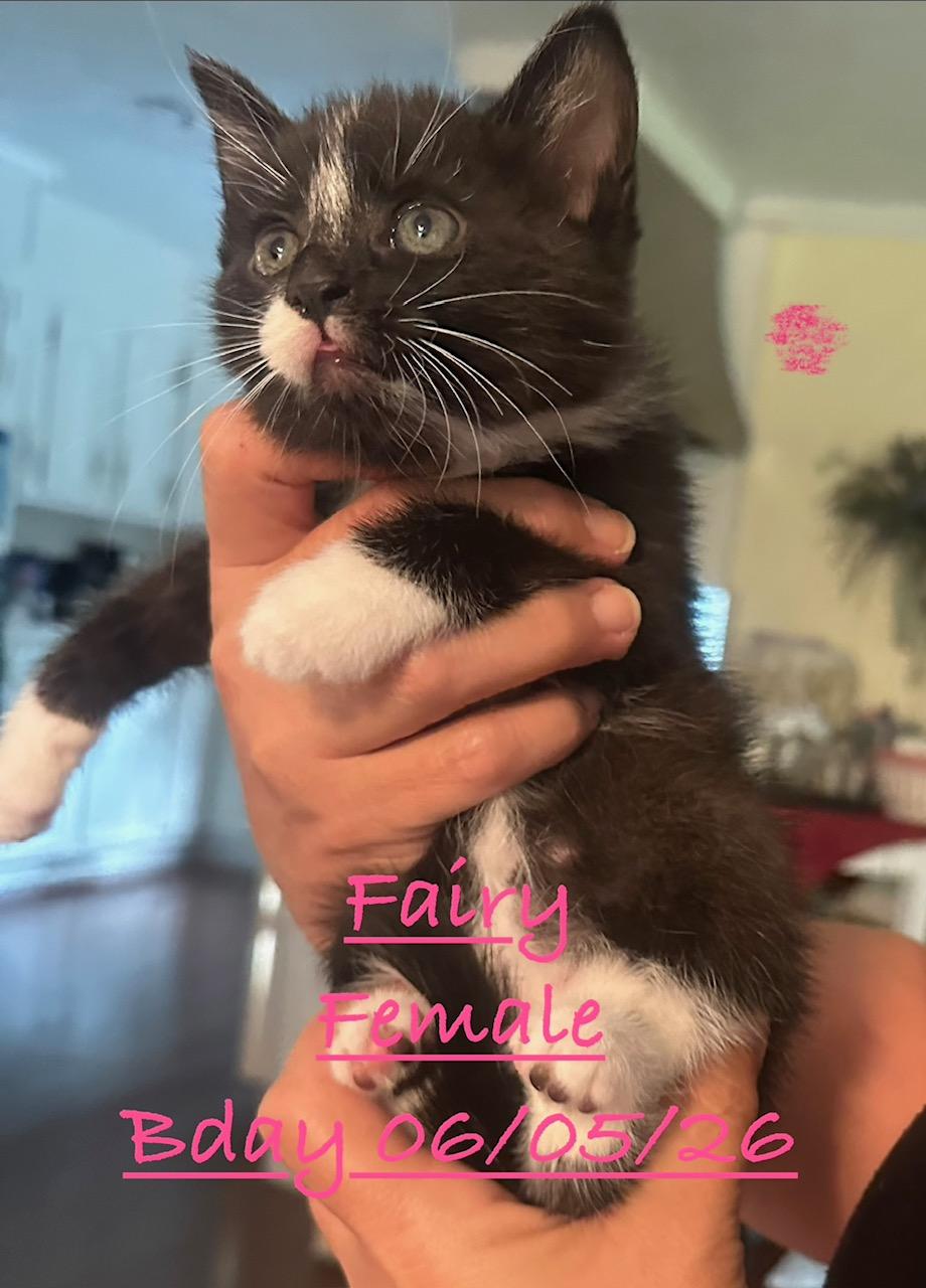 Enlarge Fairy, a Adoptable Domestic Short Hair in Johnson City, TN image 1/1