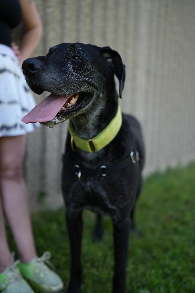 Alice, Adoptable, Adult Female Great Dane & Labrador Retriever.